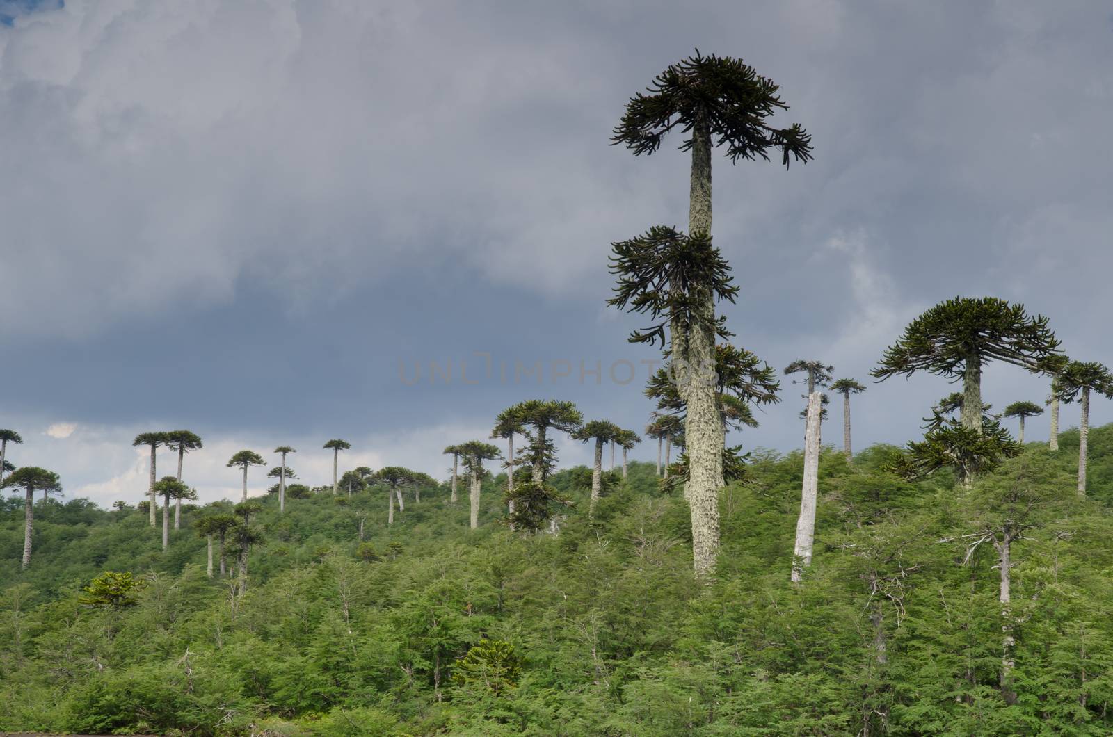 Scrubland with monkey puzzle trees Araucaria araucana. Conguillio National Park. Araucania Region. Chile.