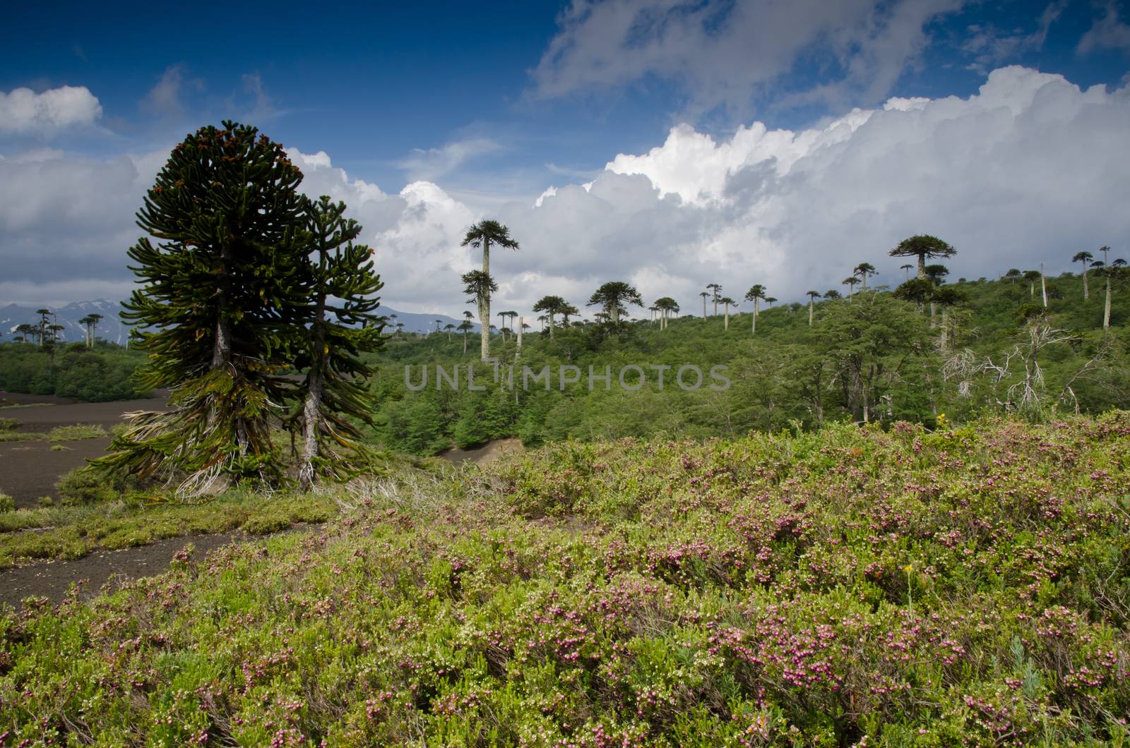 Scrubland with monkey puzzle trees Araucaria araucana. by VictorSuarez