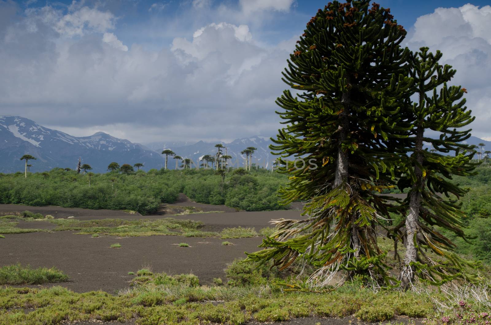 Scrubland with monkey puzzle trees Araucaria araucana. Conguillio National Park. Araucania Region. Chile.