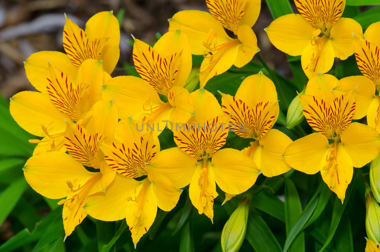 Flowers of Peruvian lily in the Conguillio National Park. by VictorSuarez