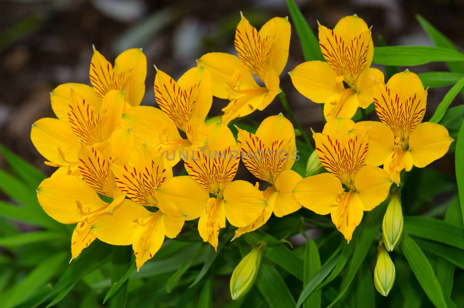 Flowers of Peruvian lily in the Conguillio National Park. by VictorSuarez