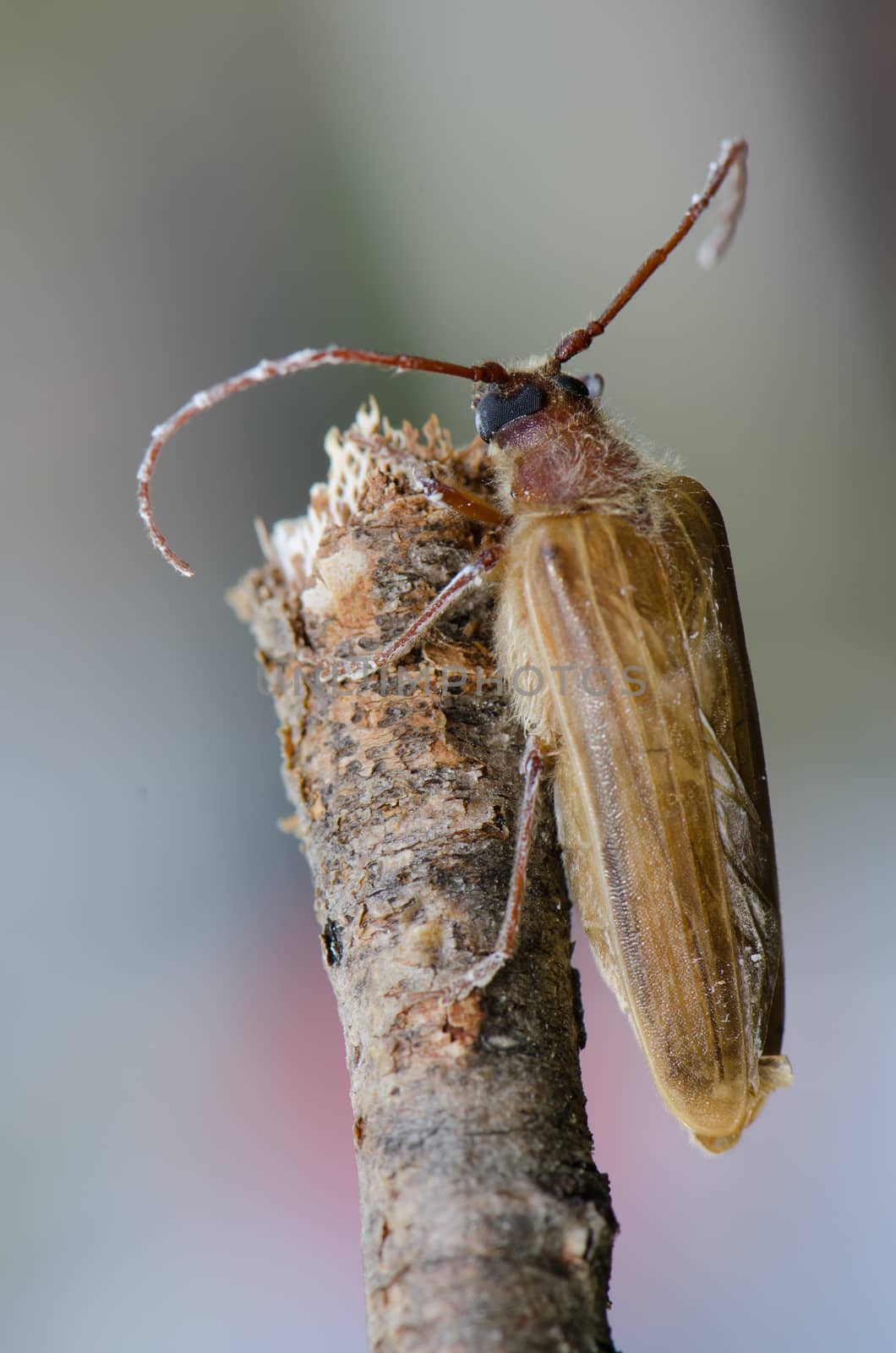 Female of longhorn beetle Microplophorus penai on a branch. Conguillio National Park. Araucania Region. Chile.