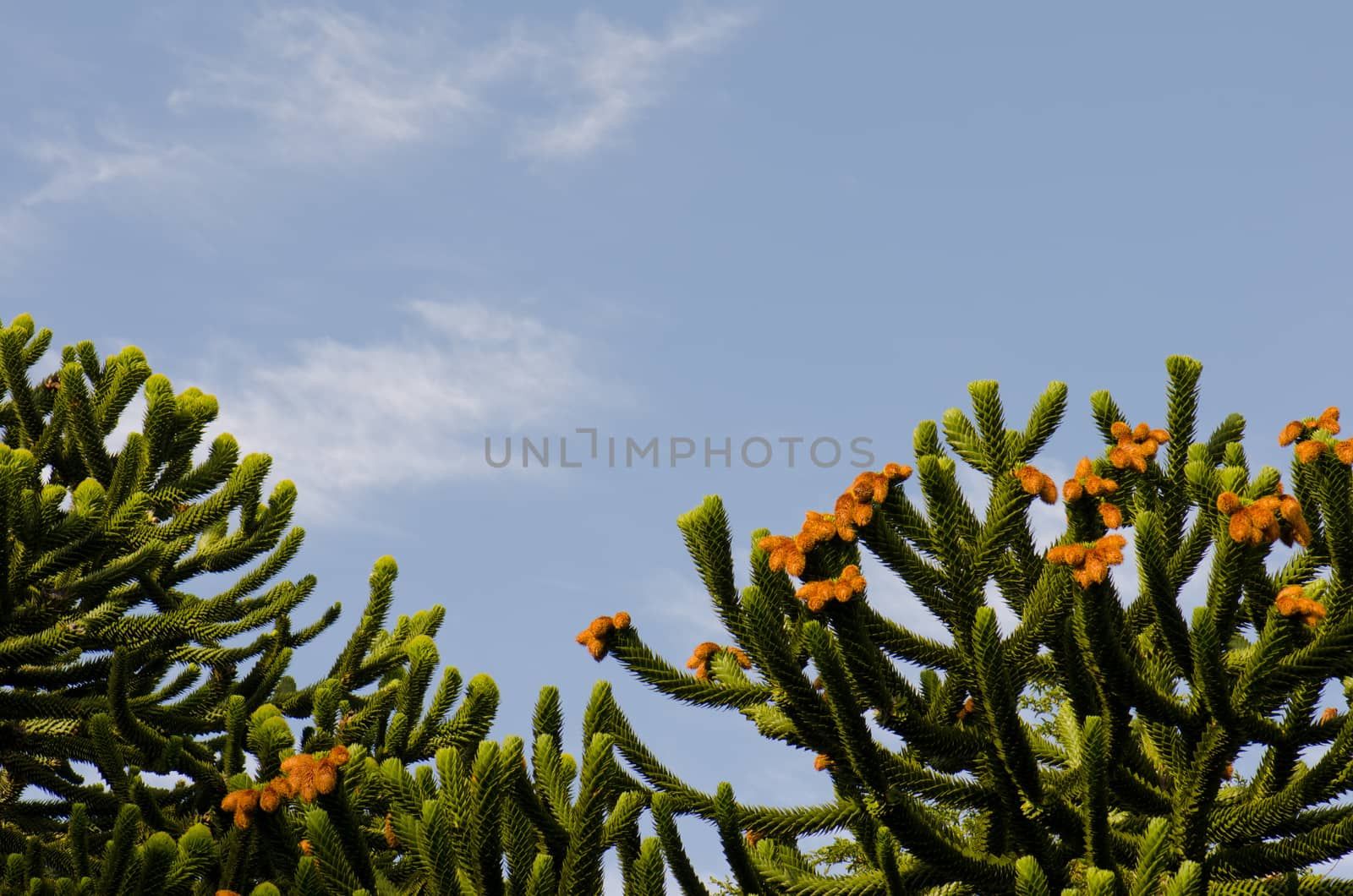 Monkey puzzle trees in the Conguillio National Park. by VictorSuarez