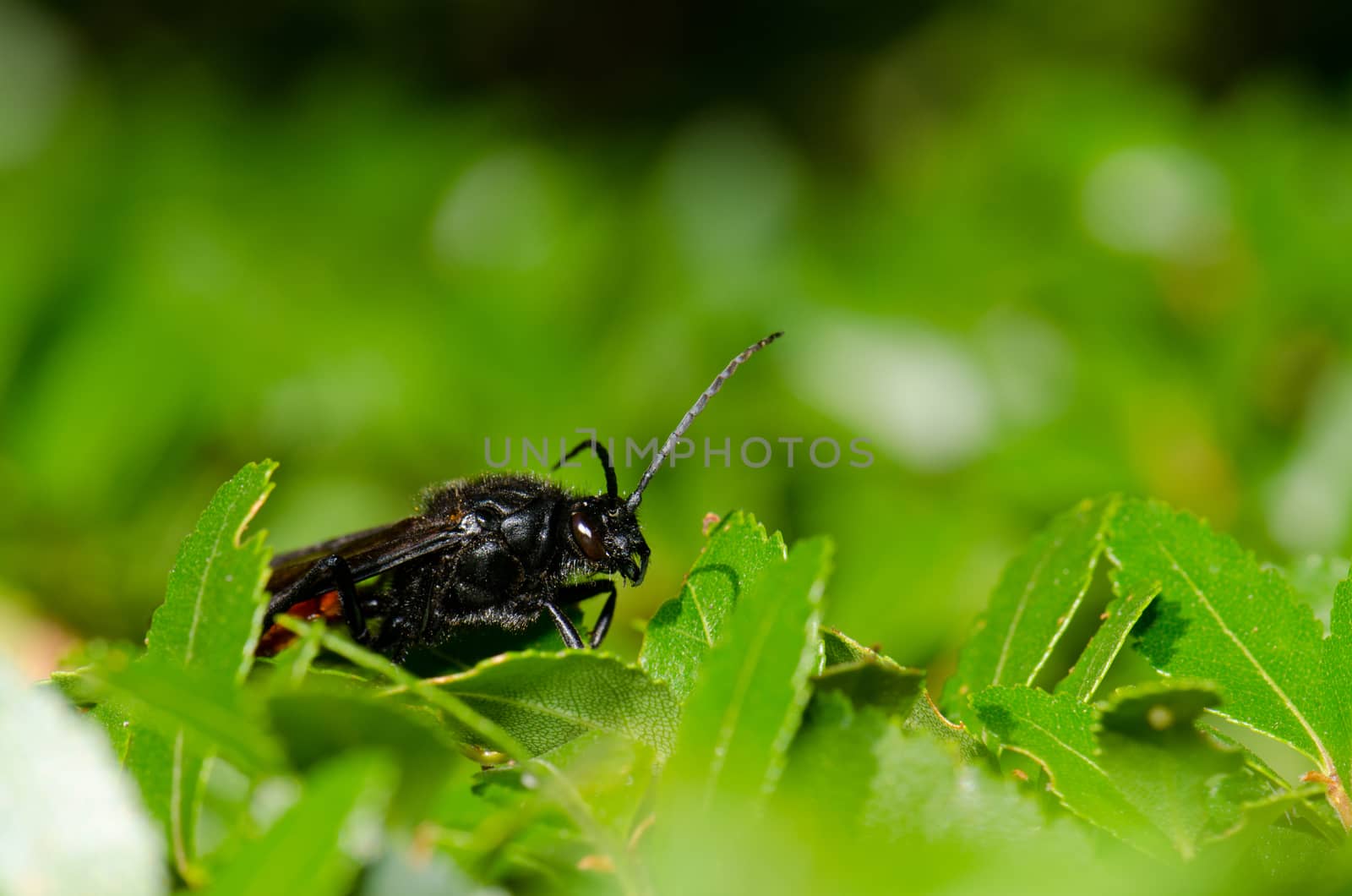 Male wasp Elaphroptera scoliaeformis on the shrub Escallonia leucantha. Conguillio National Park. Araucania Region. Chile.