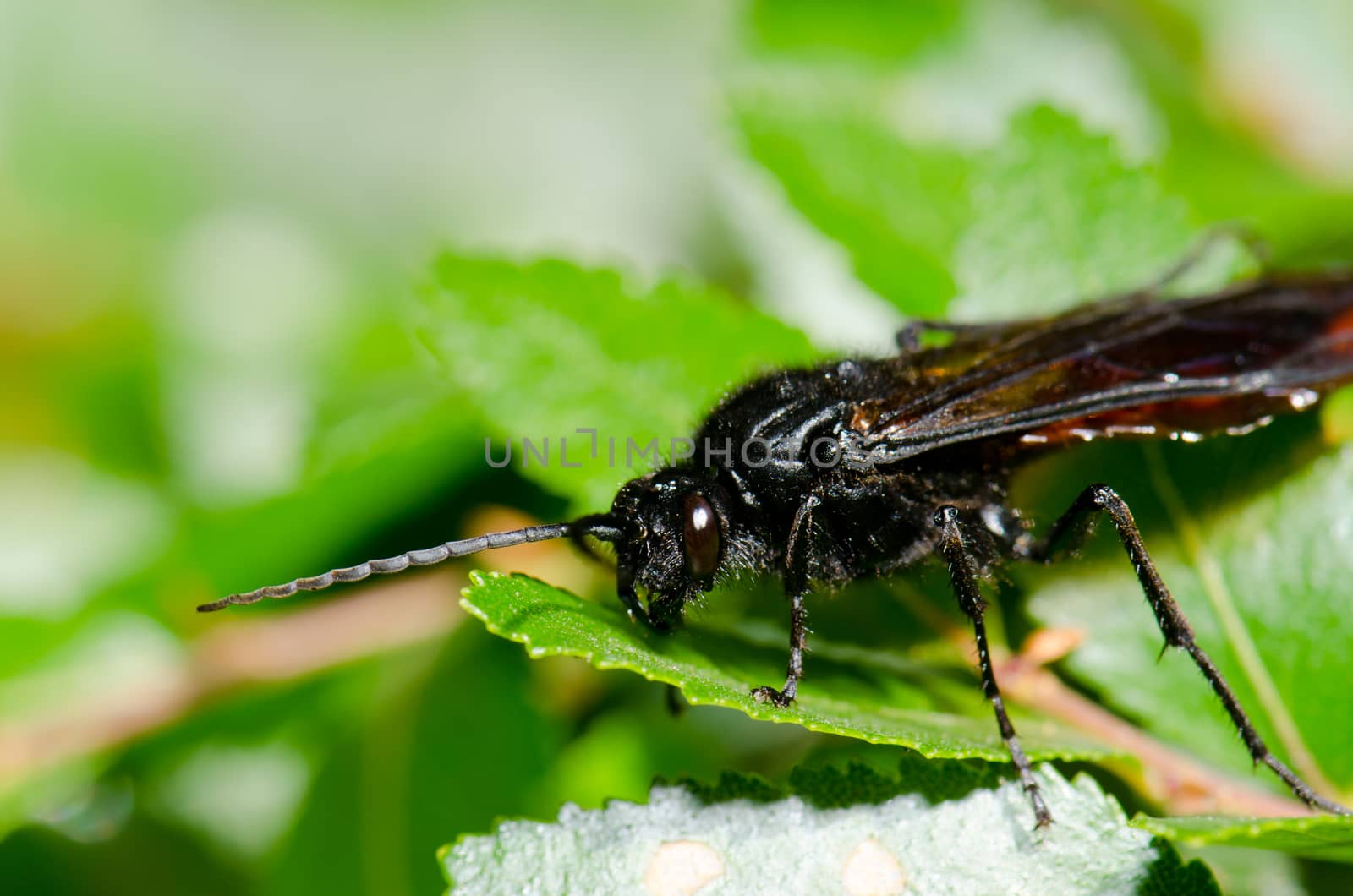 Male wasp Elaphroptera scoliaeformis on the shrub Escallonia leucantha. Conguillio National Park. Araucania Region. Chile.