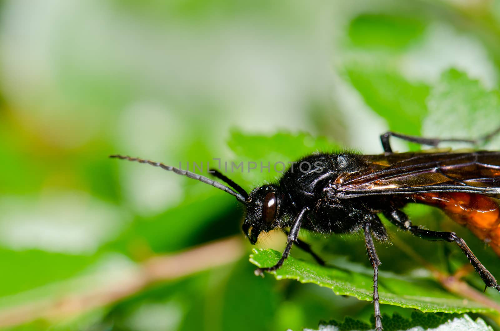 Male wasp Elaphroptera scoliaeformis on the shrub Escallonia leucantha. Conguillio National Park. Araucania Region. Chile.