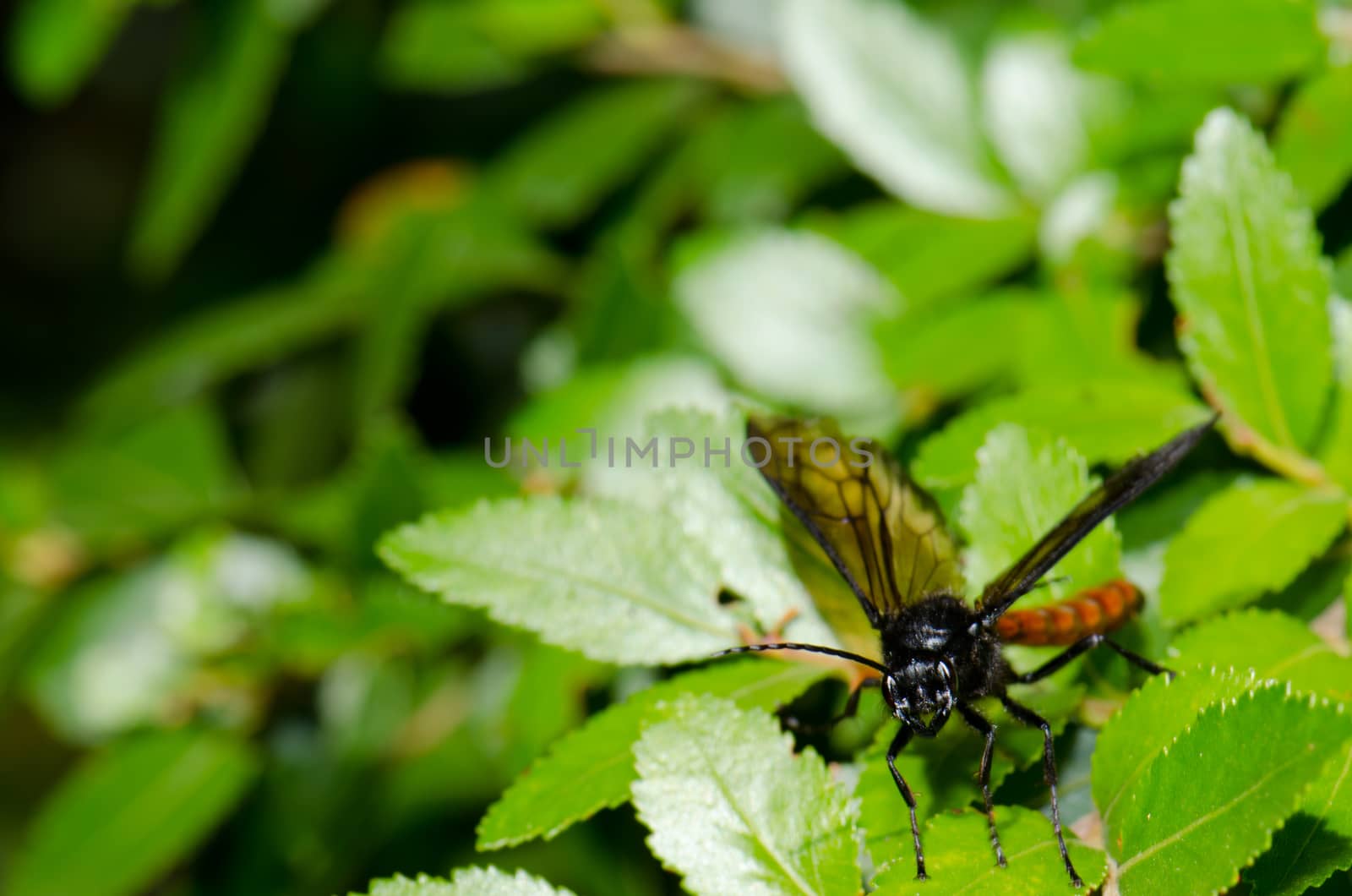 Male wasp Elaphroptera scoliaeformis on the shrub Escallonia leucantha. Conguillio National Park. Araucania Region. Chile.