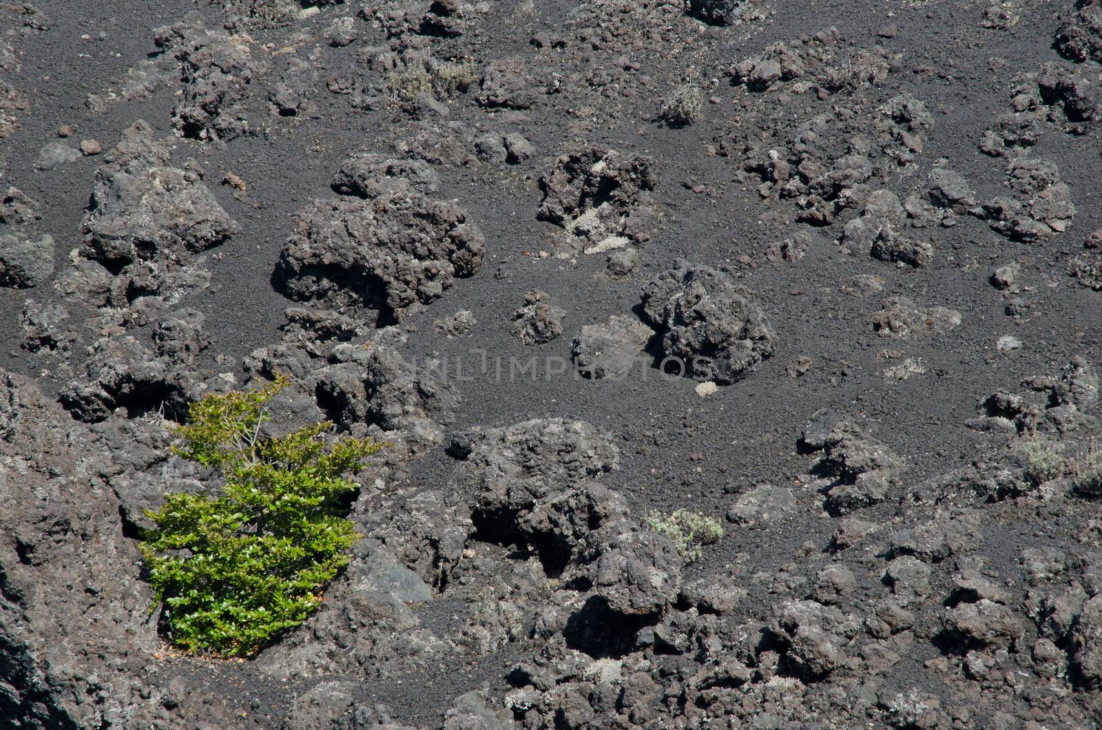 Shrub on field of solidified lava in the Conguillio National Park. by VictorSuarez