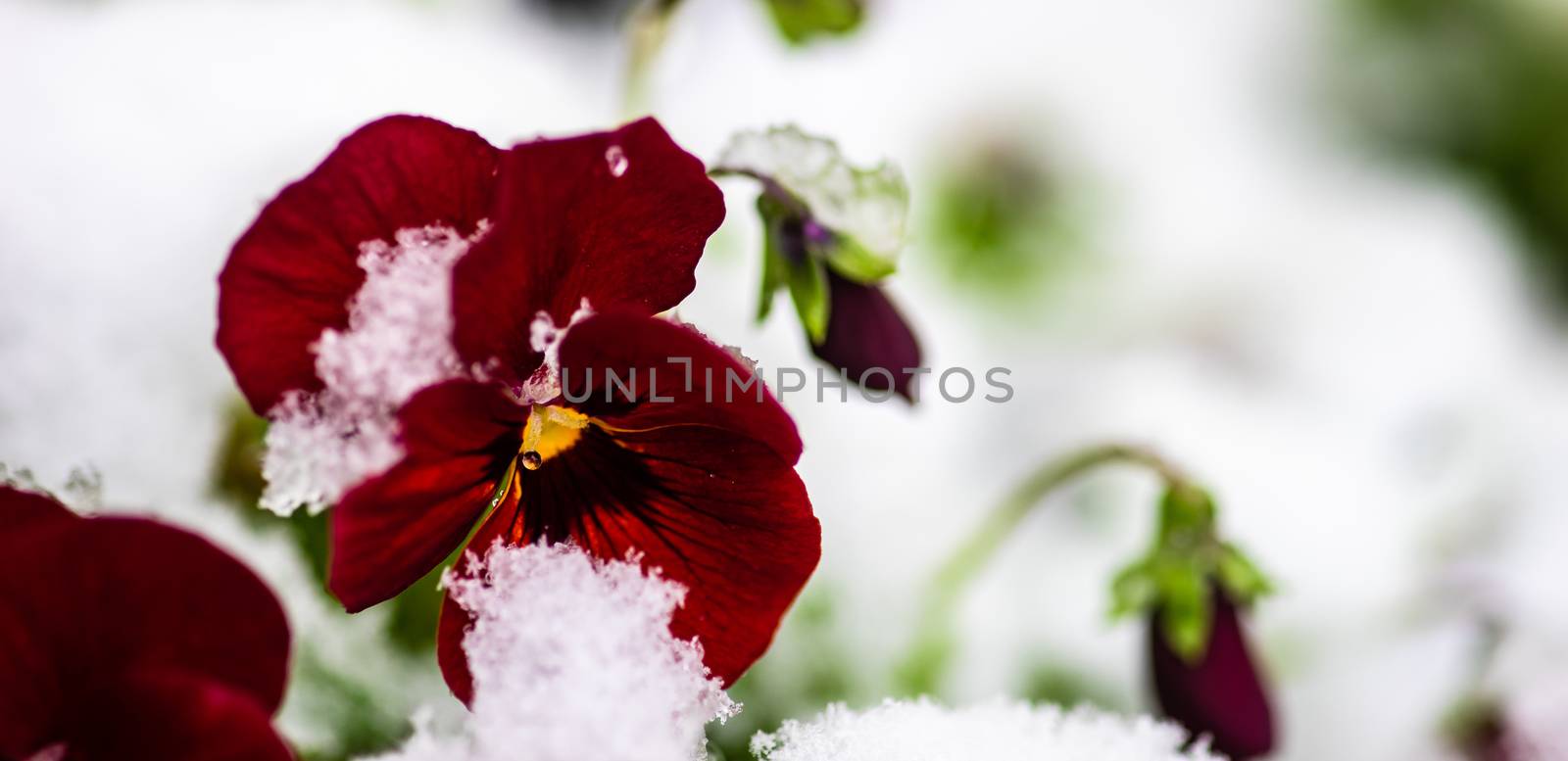 Beautiful tricolor viola flowers ina spring time garden with snow and water drops