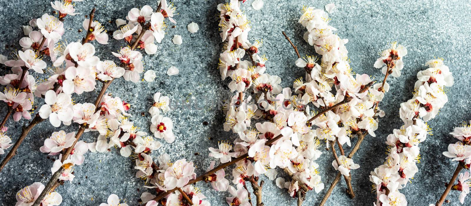 Spring floral concept with apricot blossom by Elet