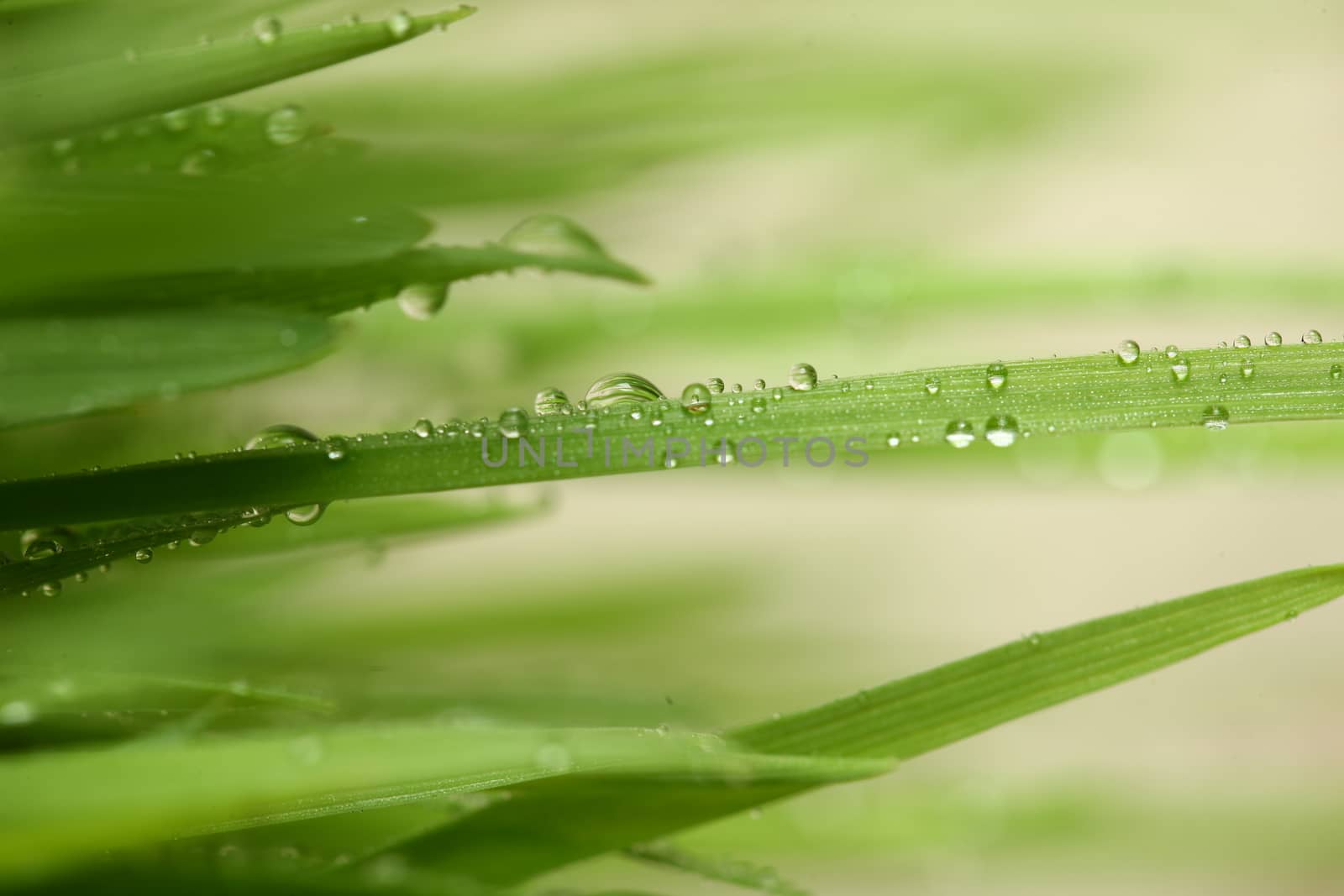 Green grass with water drops showing life and crows with copy space Green grass with water drops