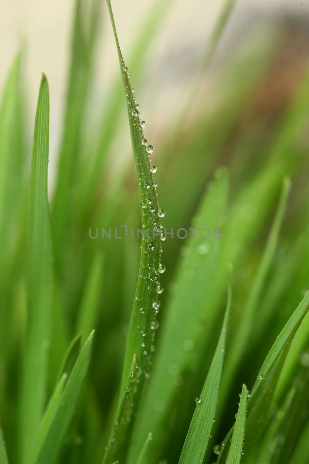 Green grass with water drops showing life and crows with copy space