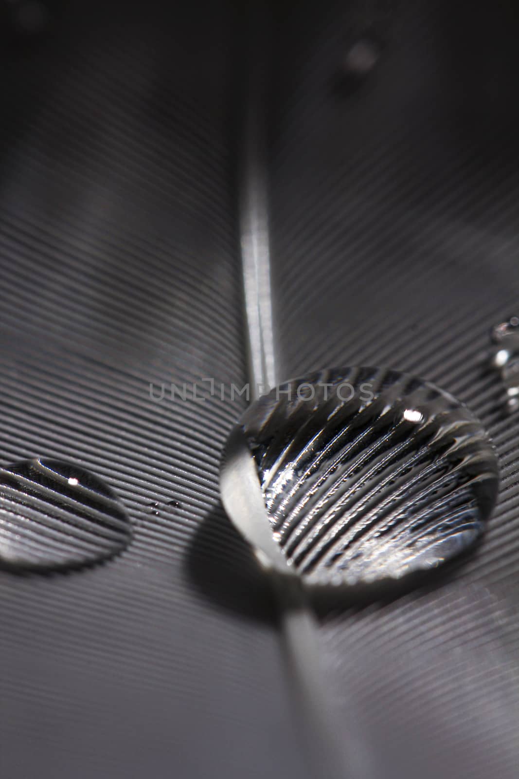 water drop on white - grey feather with structure reflecting inside bubble
