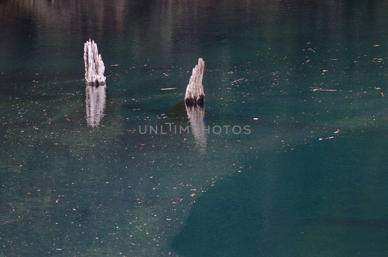 Trunks of dead trees in the Arco Iris lagoon. by VictorSuarez