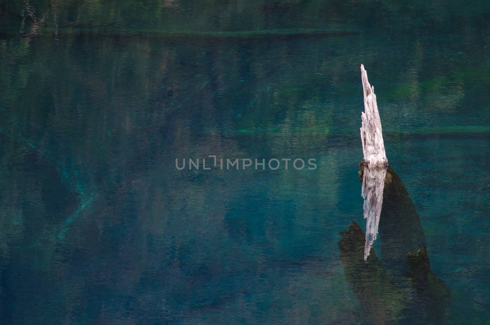 Trunk of dead tree in the Arco Iris lagoon. Conguillio National Park. Araucania Region. Chile.