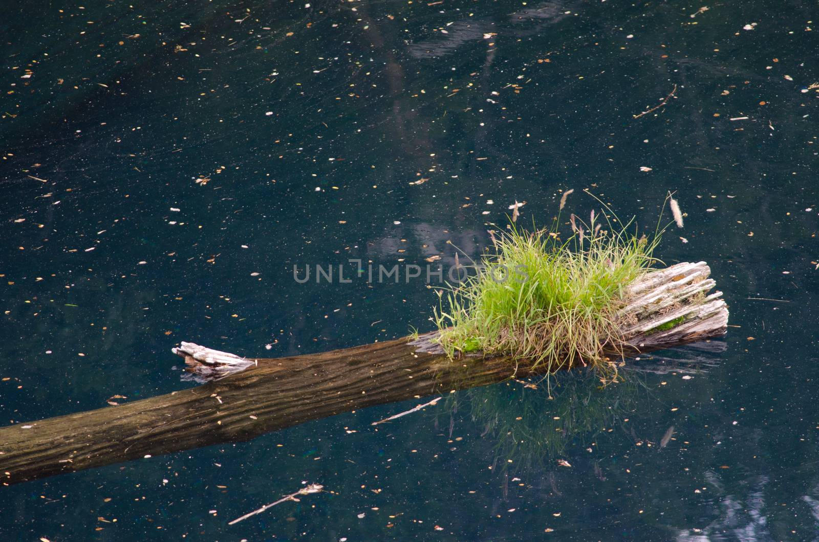 Trunk of dead tree floating in the Arco Iris lagoon. by VictorSuarez