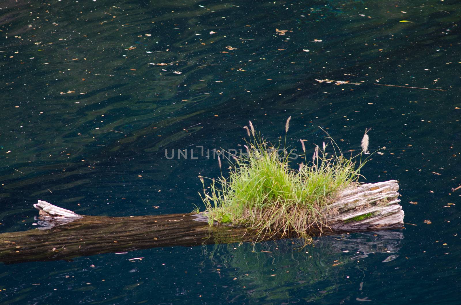 Trunk of dead tree floating in the Arco Iris lagoon. by VictorSuarez