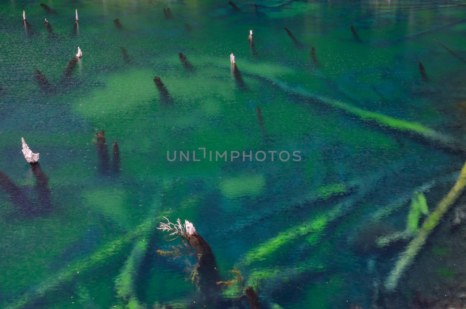 Trunks of dead trees in the Arco Iris lagoon. Conguillio National Park. Araucania Region. Chile.