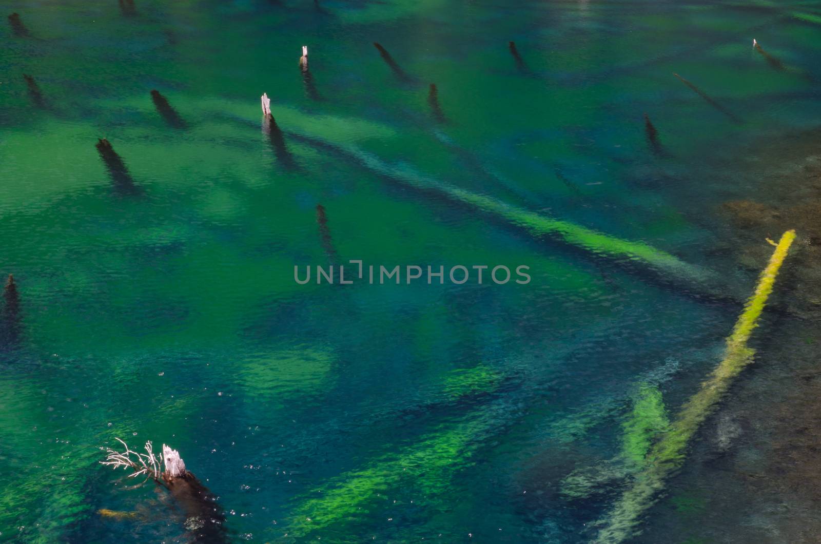 Trunks of dead trees in the Arco Iris lagoon. by VictorSuarez