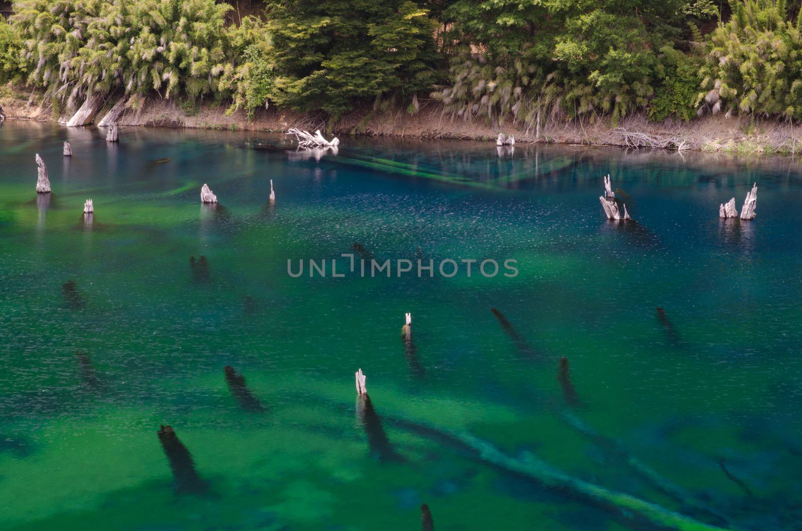 Trunks of dead trees in the Arco Iris lagoon. Conguillio National Park. Araucania Region. Chile.