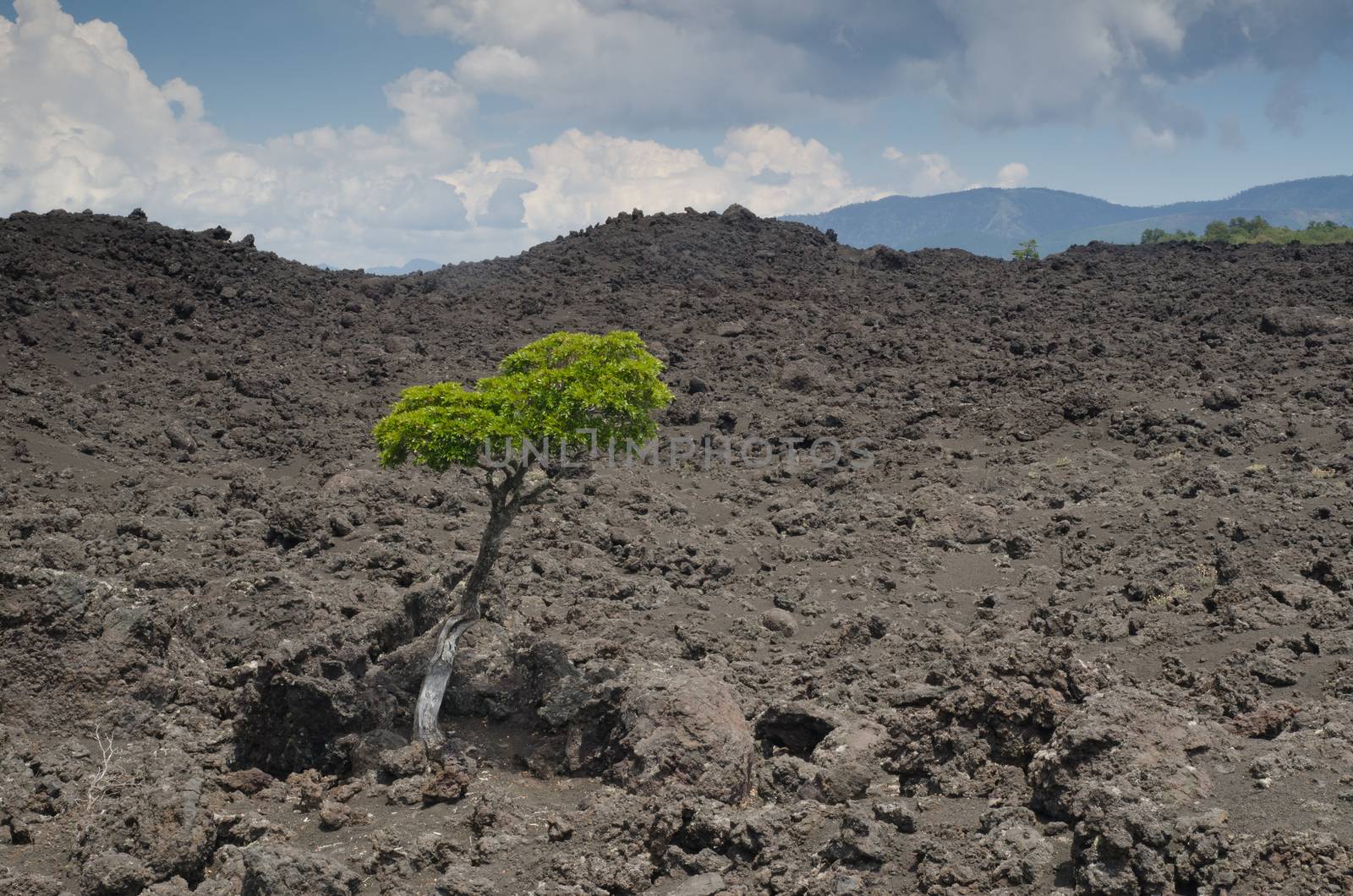 Tree on a field of solidified lava. Conguillio National Park. Araucania Region. Chile.