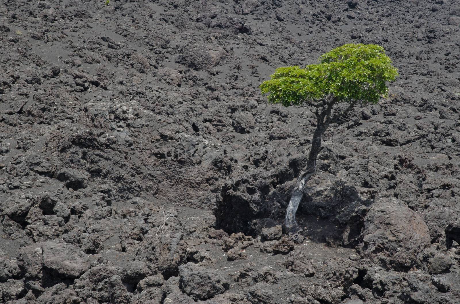 Tree on a field of solidified lava. by VictorSuarez