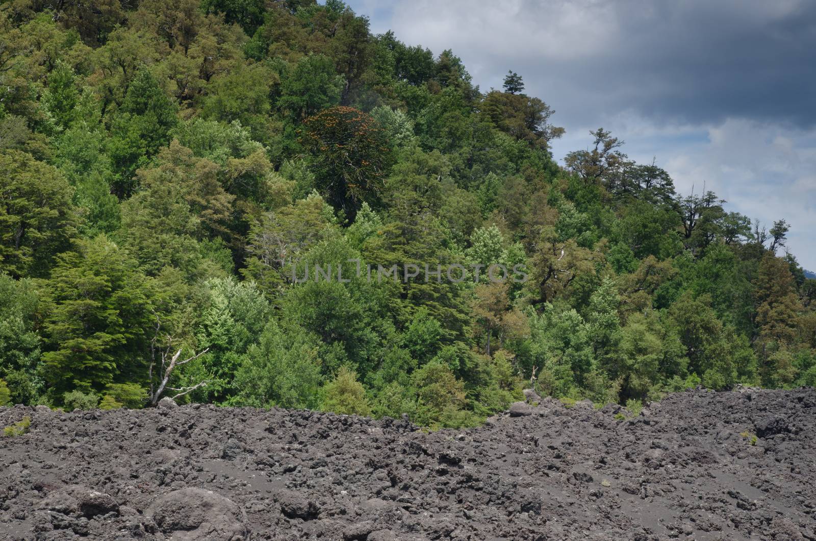 Field of solidified lava and forest in the Conguillio National Park. by VictorSuarez