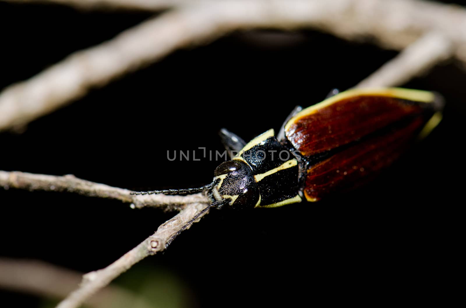 Beetle on a branch in the Conguillio National Park. by VictorSuarez