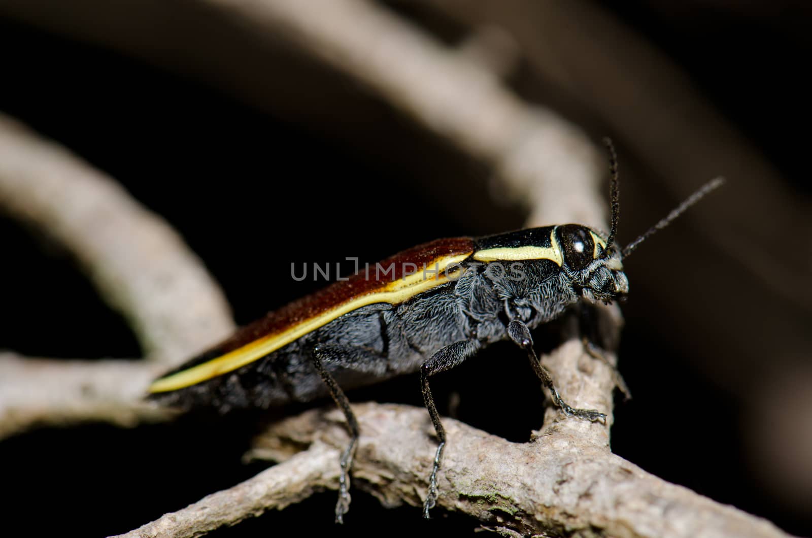 Beetle Epistomentis pictus on a branch. Conguillio National Park. Araucania Region. Chile.