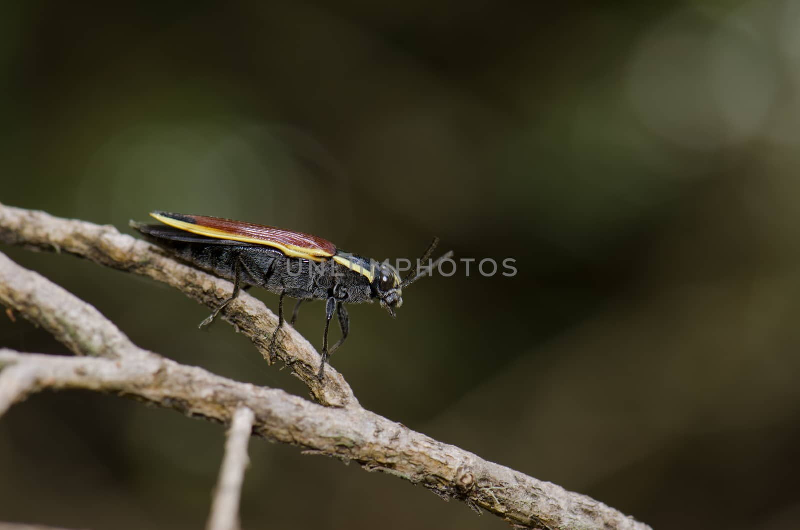 Beetle on a branch in the Conguillio National Park. by VictorSuarez