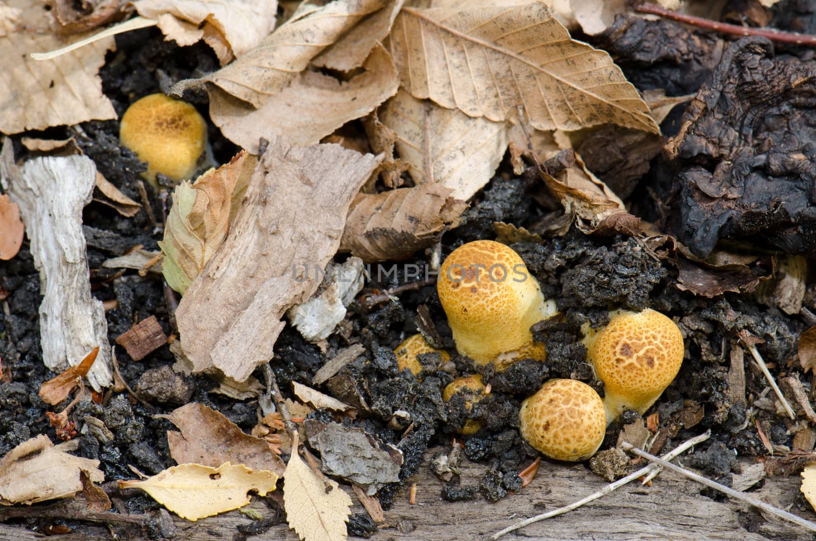 Mushrooms on the ground of the Conguillio National Park. by VictorSuarez