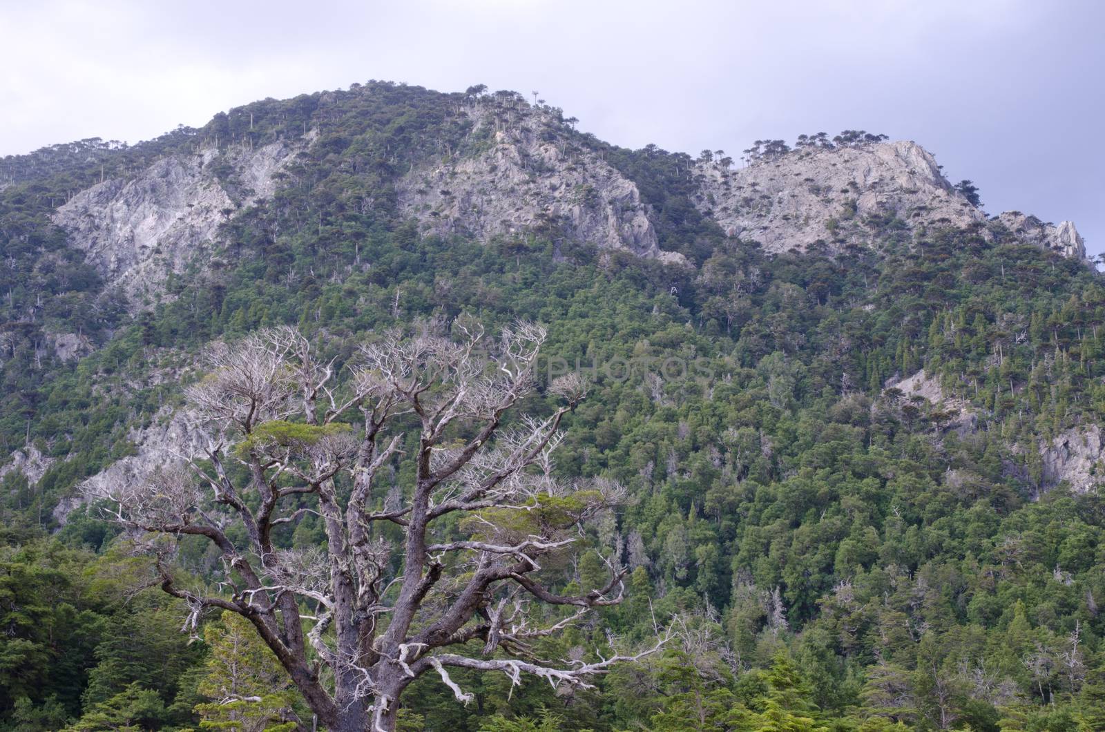 Forest and cliffs in the Conguillio National Park. Araucania Region. Chile.