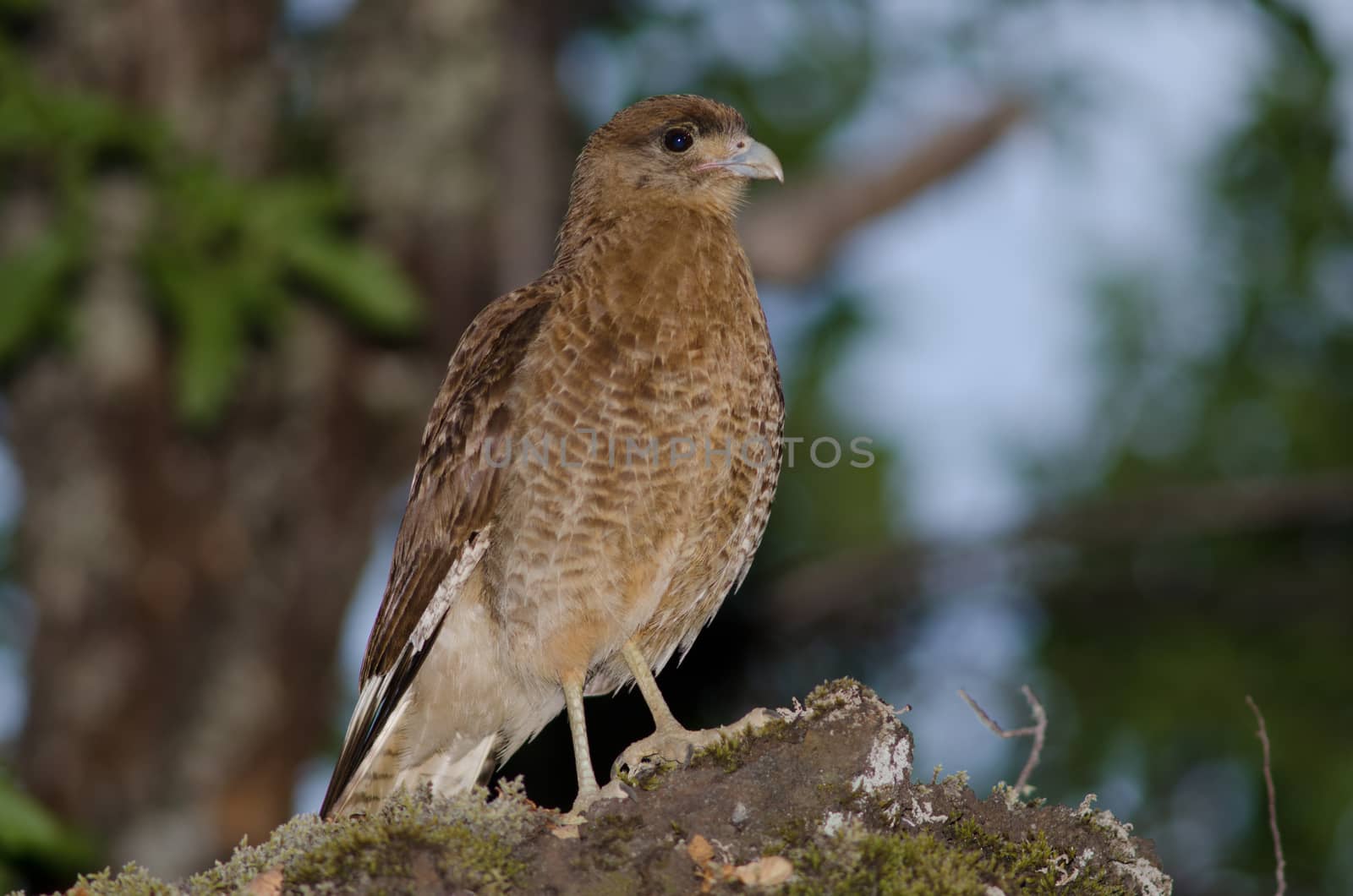 Chimango caracara Milvago chimango in the Conguillio National Park. Araucania Region. Chile.