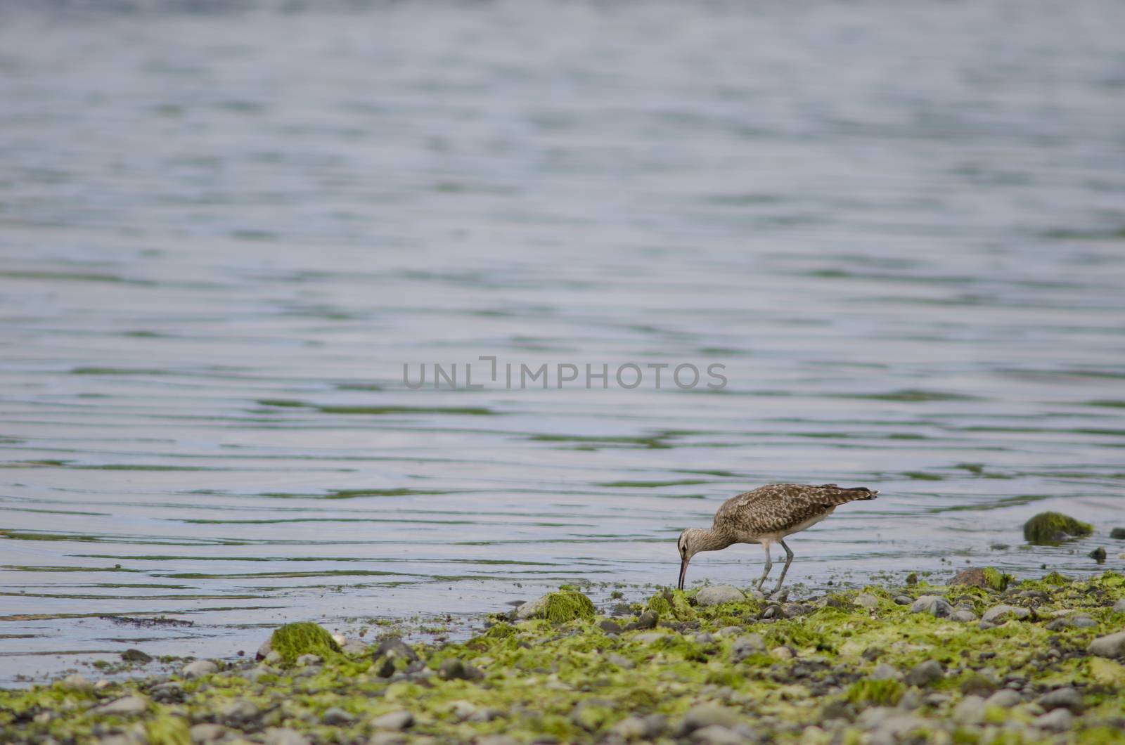 Whimbrel Numenius phaeopus searching for food. Angelmo. Puerto Montt. Los Lagos Region. Chile.