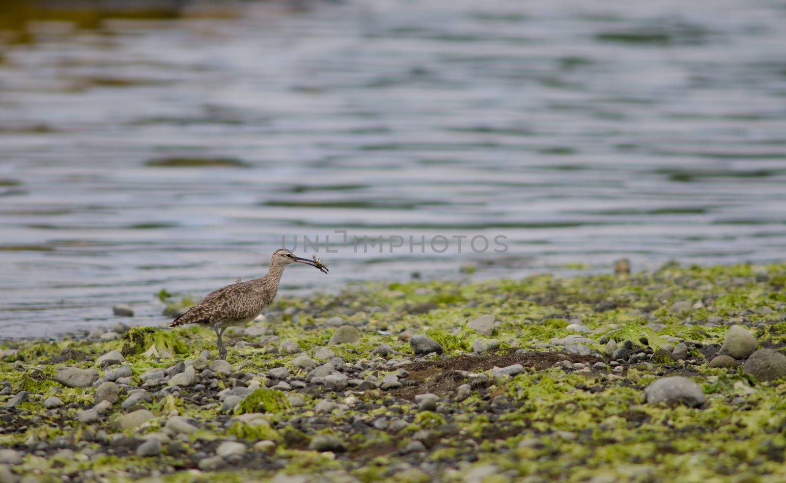 Whimbrel with a crab in the coast. by VictorSuarez