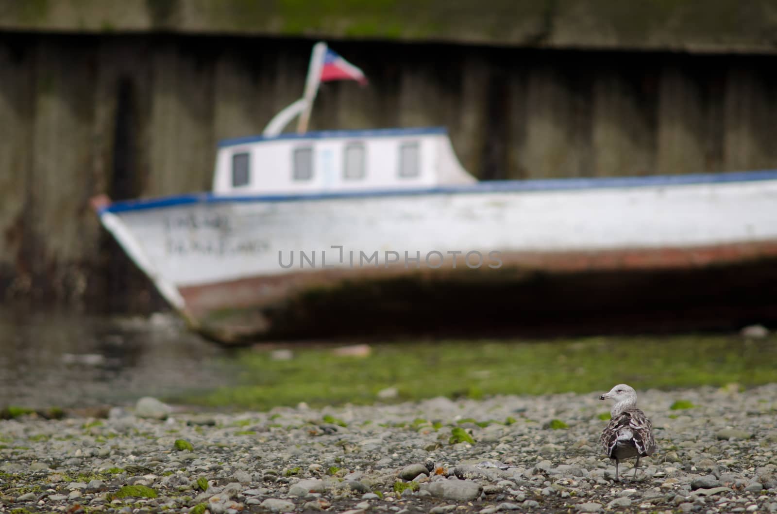 Juvenile kelp gull Larus dominicanus and boat in the background. Angelmo. Puerto Montt. Los Lagos Region. Chile.