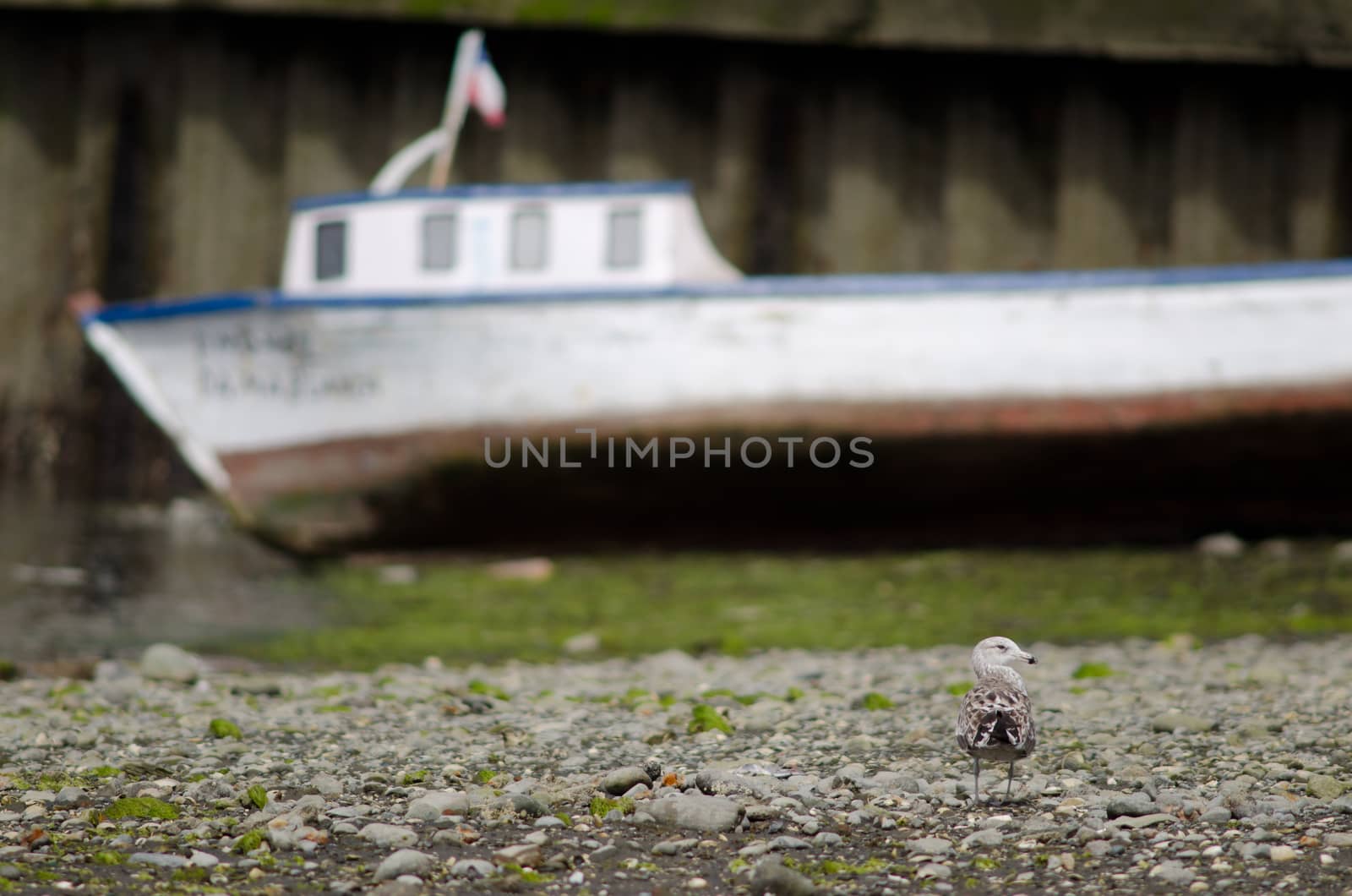 Juvenile kelp gull Larus dominicanus and boat in the background. Angelmo. Puerto Montt. Los Lagos Region. Chile.