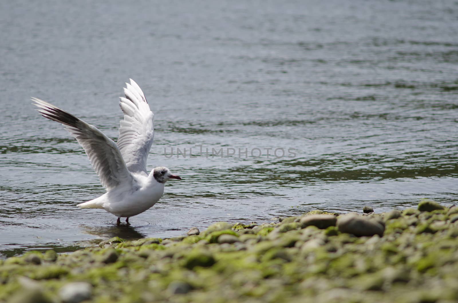 Brown-hooded gull Chroicocephalus maculipennis flapping wings. Angelmo. Puerto Montt. Los Lagos Region. Chile.