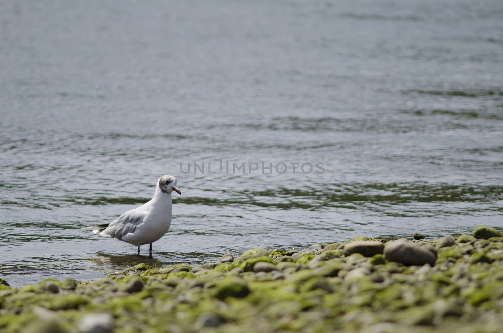 Brown-hooded gull Chroicocephalus maculipennis in the coast. by VictorSuarez