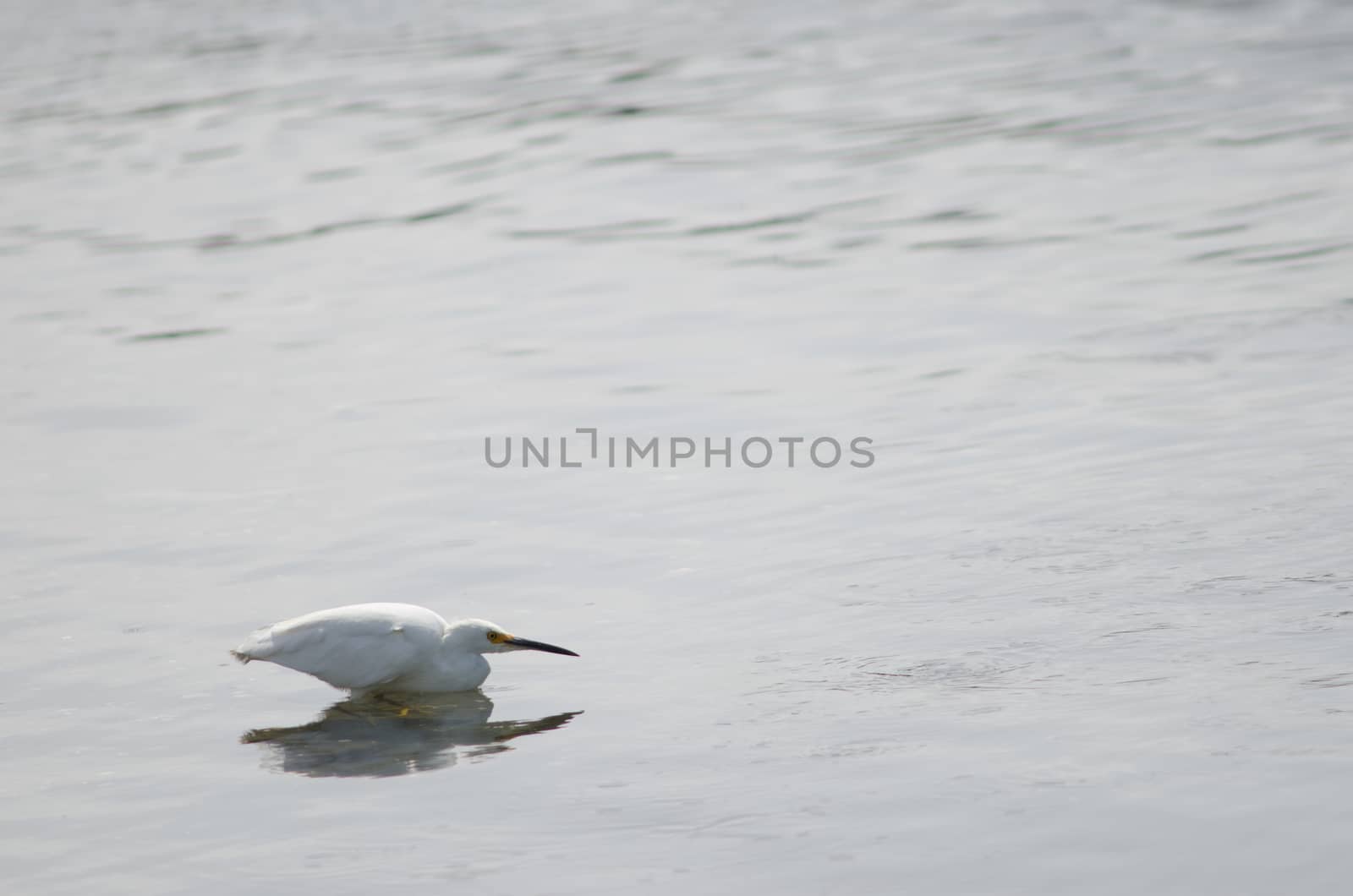 Snowy egret Egretta thula fishing. Angelmo. Puerto Montt. Los Lagos Region. Chile.