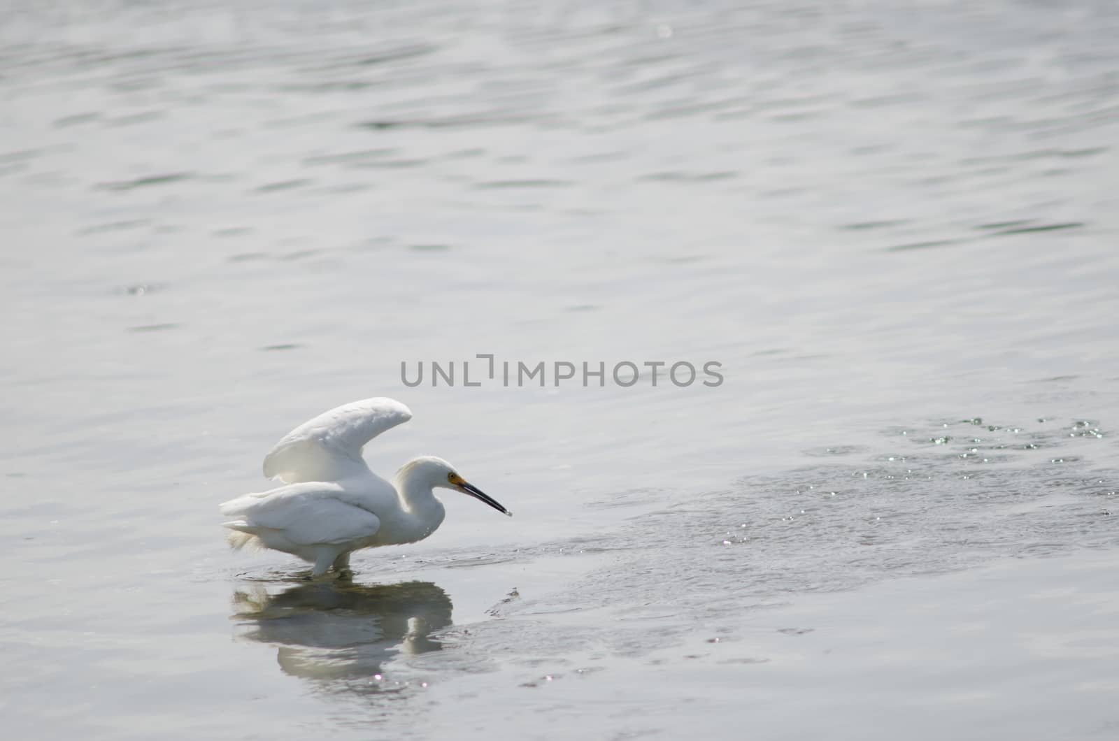 Snowy egret Egretta thula fishing. Angelmo. Puerto Montt. Los Lagos Region. Chile.