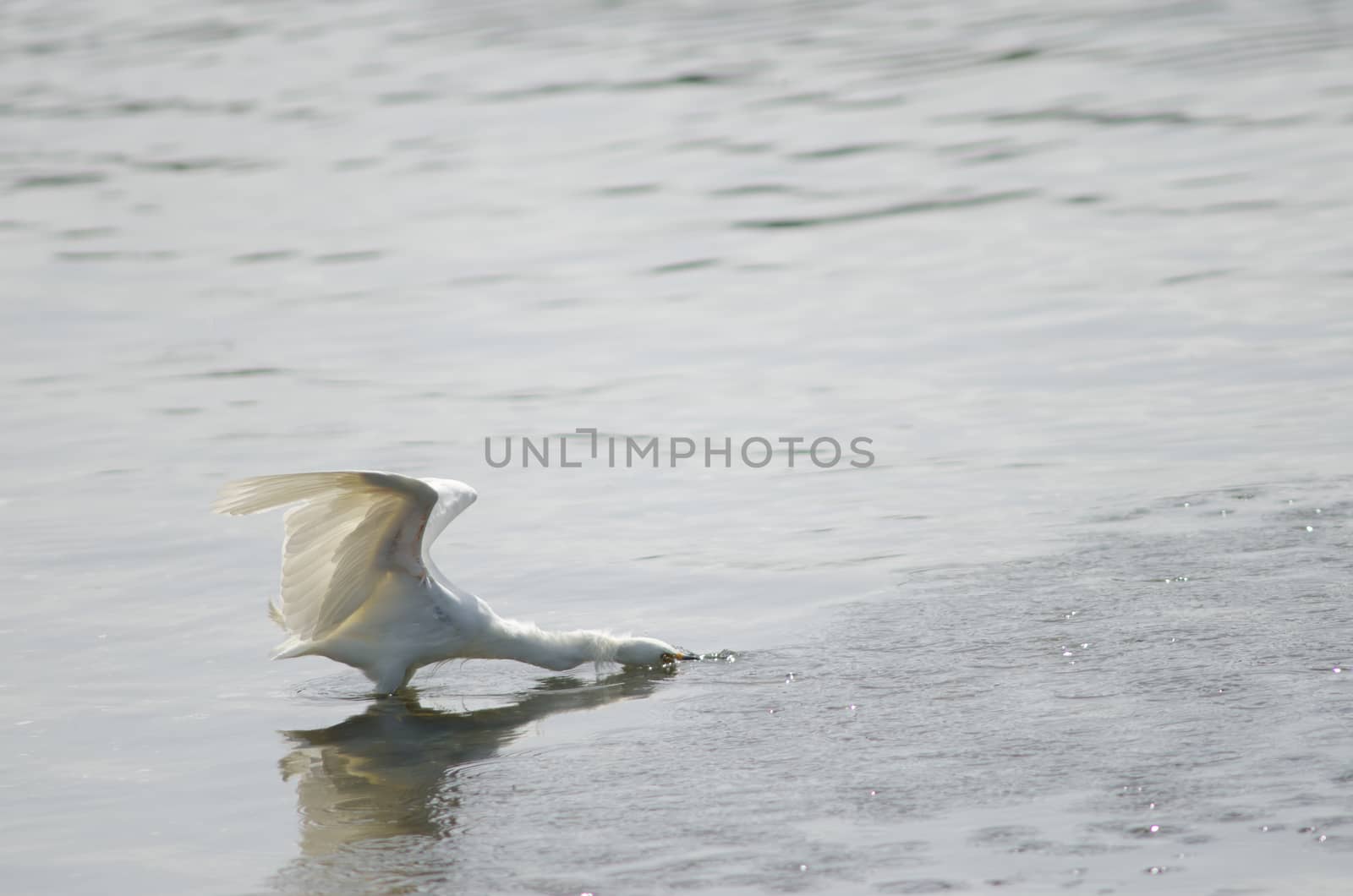 Snowy egret Egretta thula in the coast. by VictorSuarez