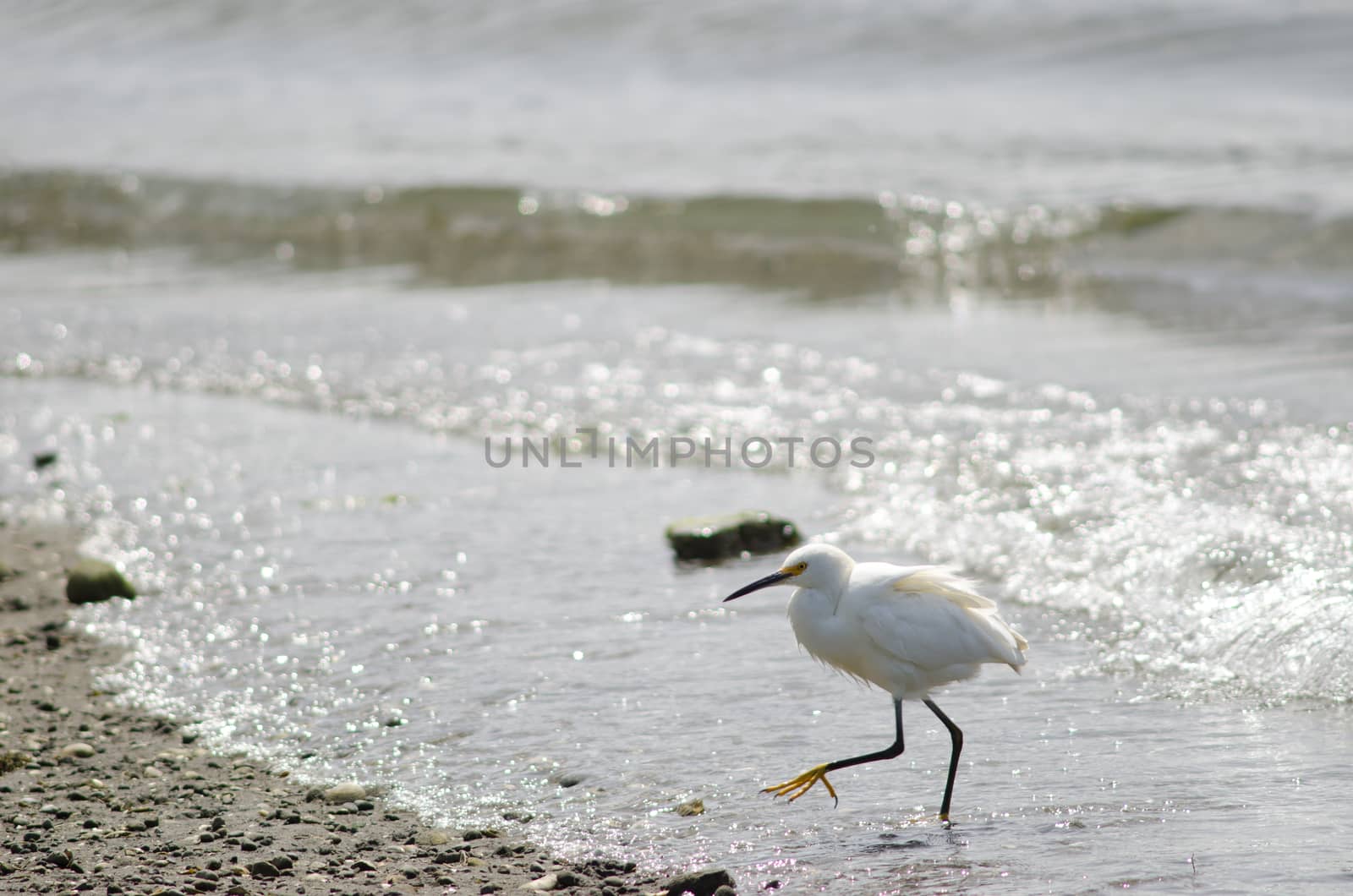 Snowy egret Egretta thula in the coast. by VictorSuarez