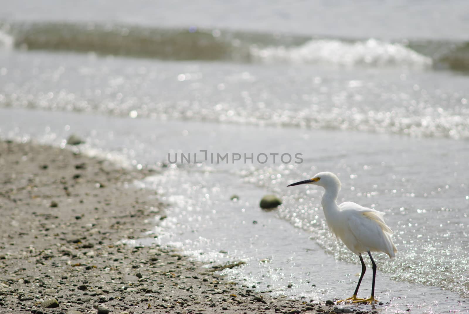 Snowy egret Egretta thula in the coast. Angelmo. Puerto Montt. Los Lagos Region. Chile.