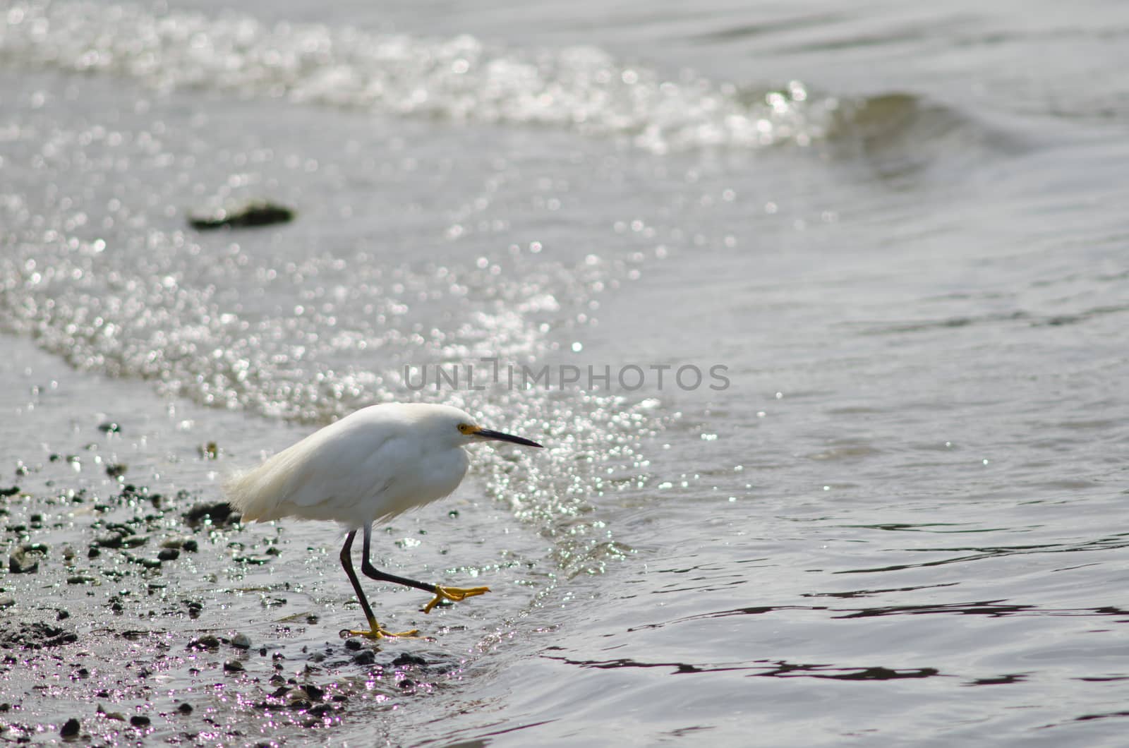 Snowy egret Egretta thula in the coast. by VictorSuarez