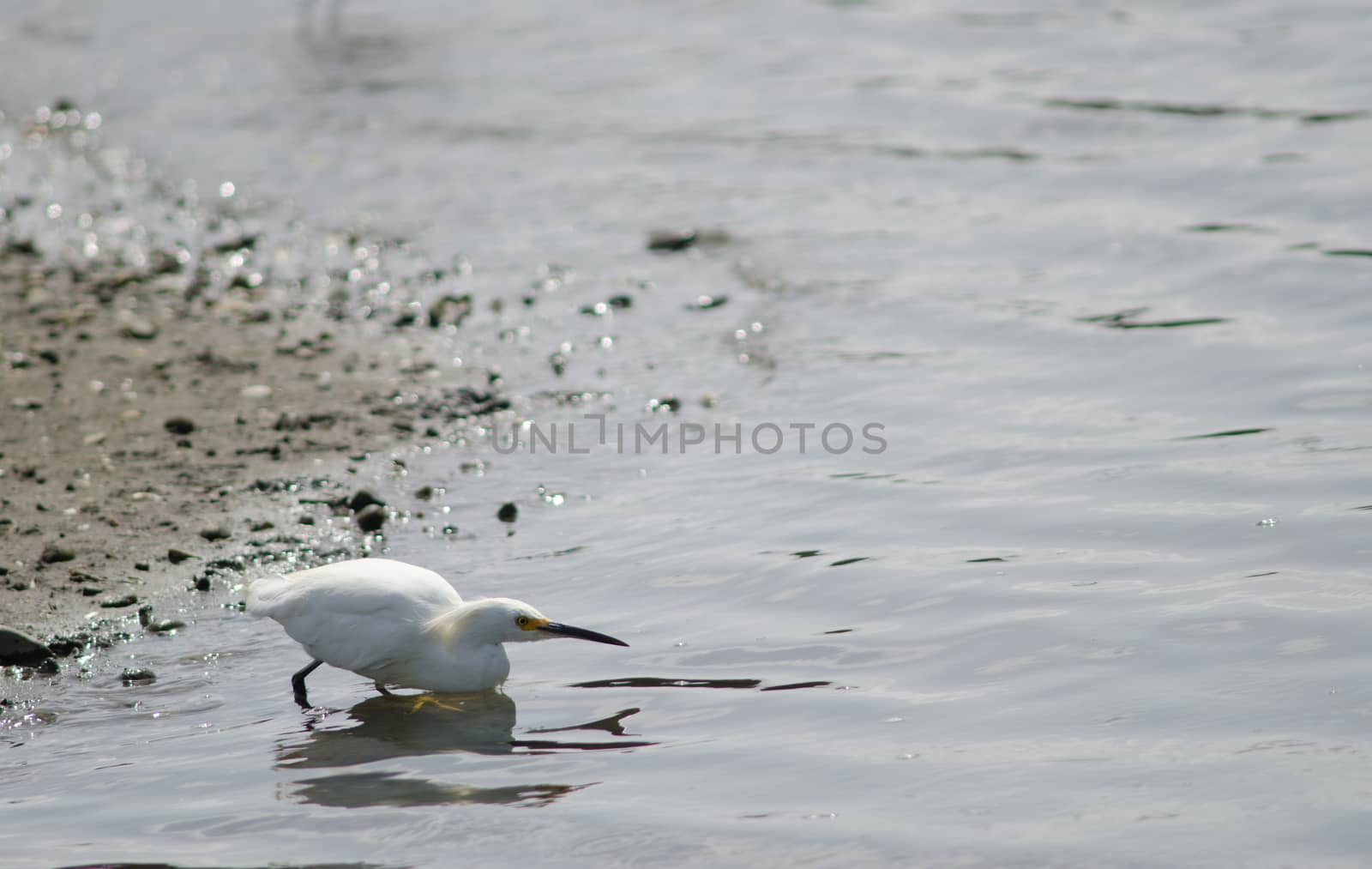 Snowy egret Egretta thula fishing. Angelmo. Puerto Montt. Los Lagos Region. Chile.