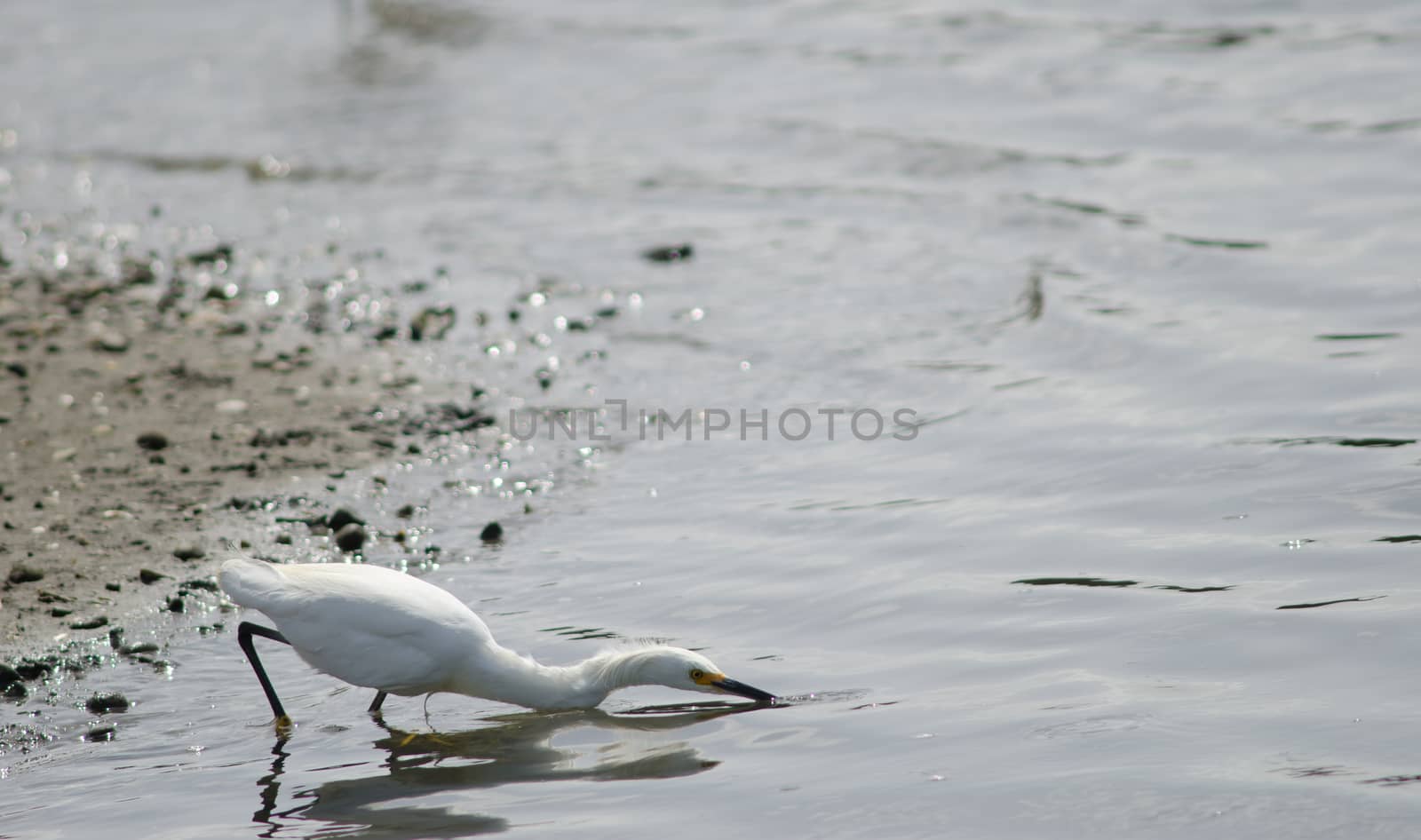 Snowy egret Egretta thula in the coast. by VictorSuarez