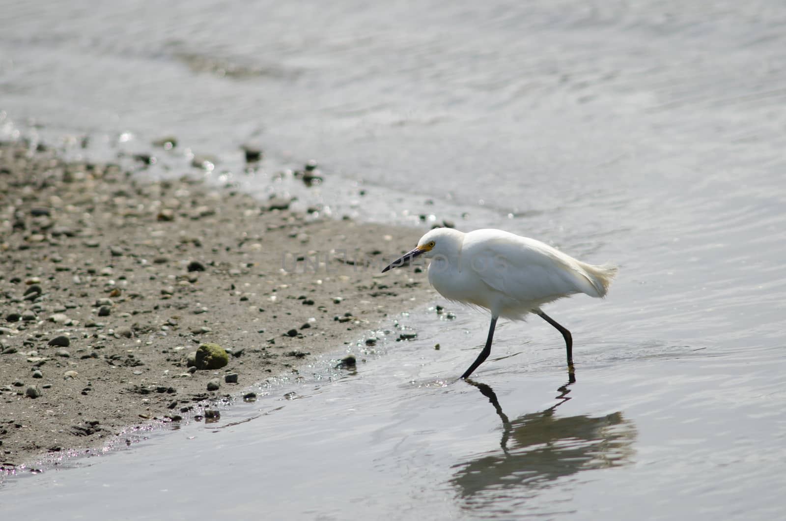 Snowy egret Egretta thula in the coast. by VictorSuarez