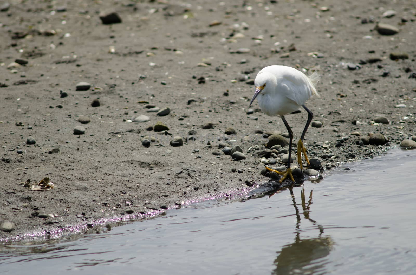 Snowy egret Egretta thula in the coast. by VictorSuarez