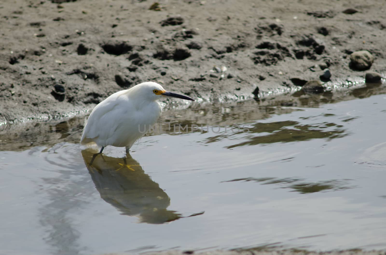 Snowy egret Egretta thula in the coast. Angelmo. Puerto Montt. Los Lagos Region. Chile.